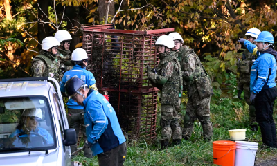 La Policía japonesa permite a sus agentes matar a osos con rifles entre ola de ataques
